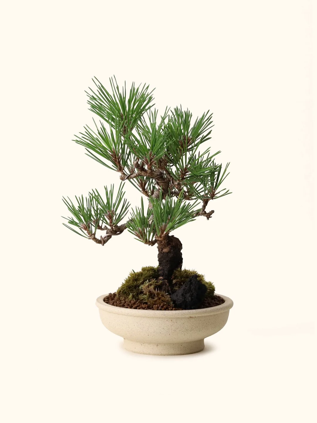 Japanese Black Pine - Pinus Thunbergii (Bonsai, Potted)