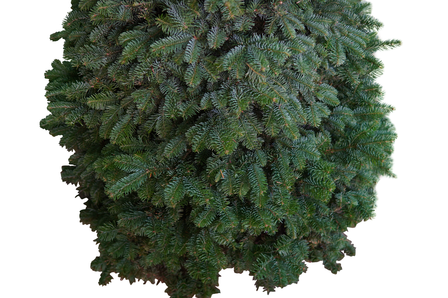 Noble Fir Christmas Tree 5–6FT (USA No.1 Grade) - No Stand / JM Selects Tree / Not Required