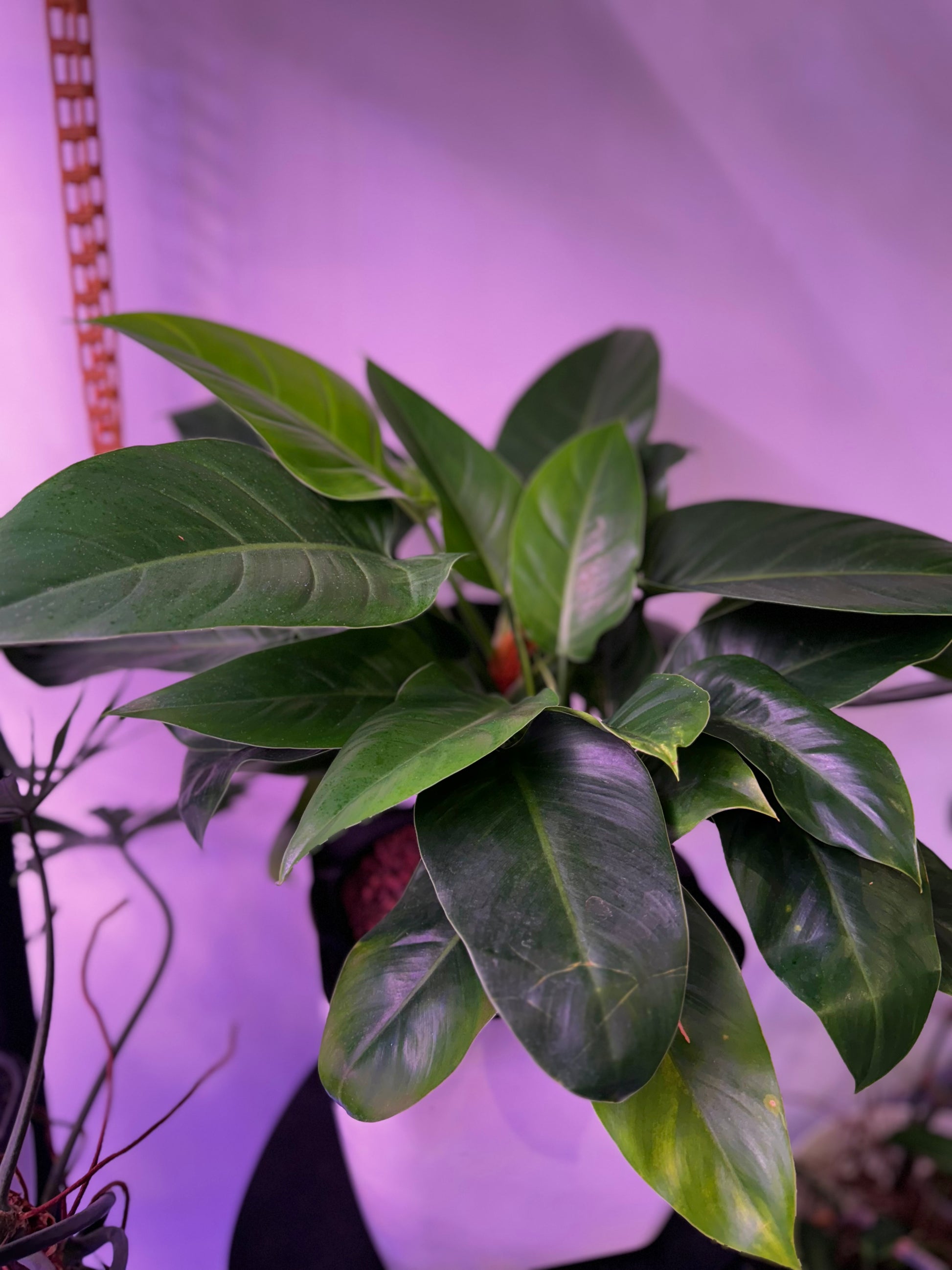 Philodendron Green in Self Watering Planter - White