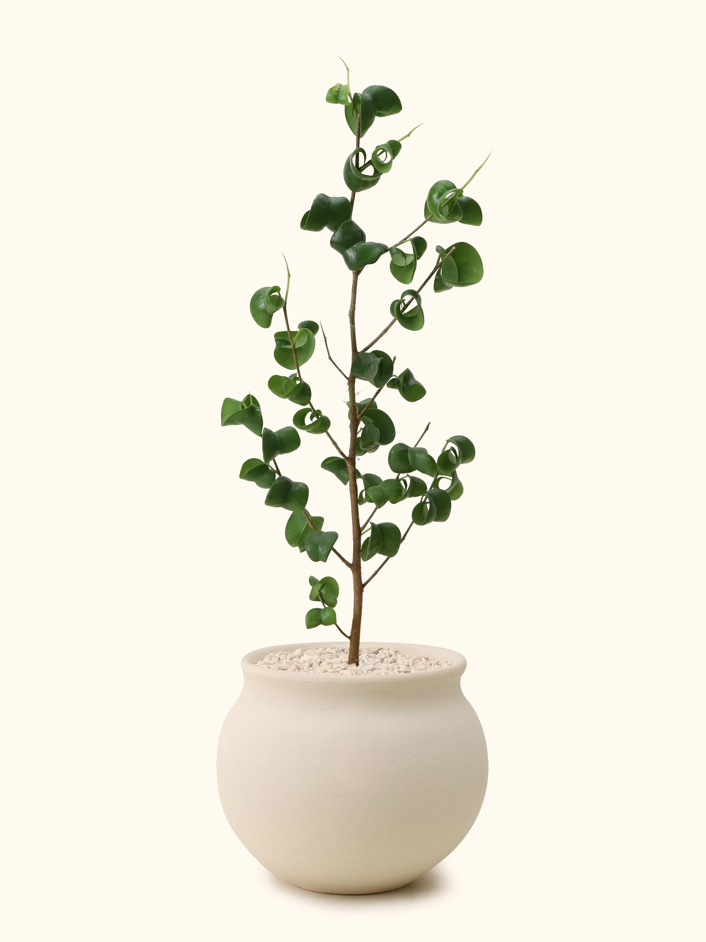 Japanese Ficus Benjamina Baroque - S