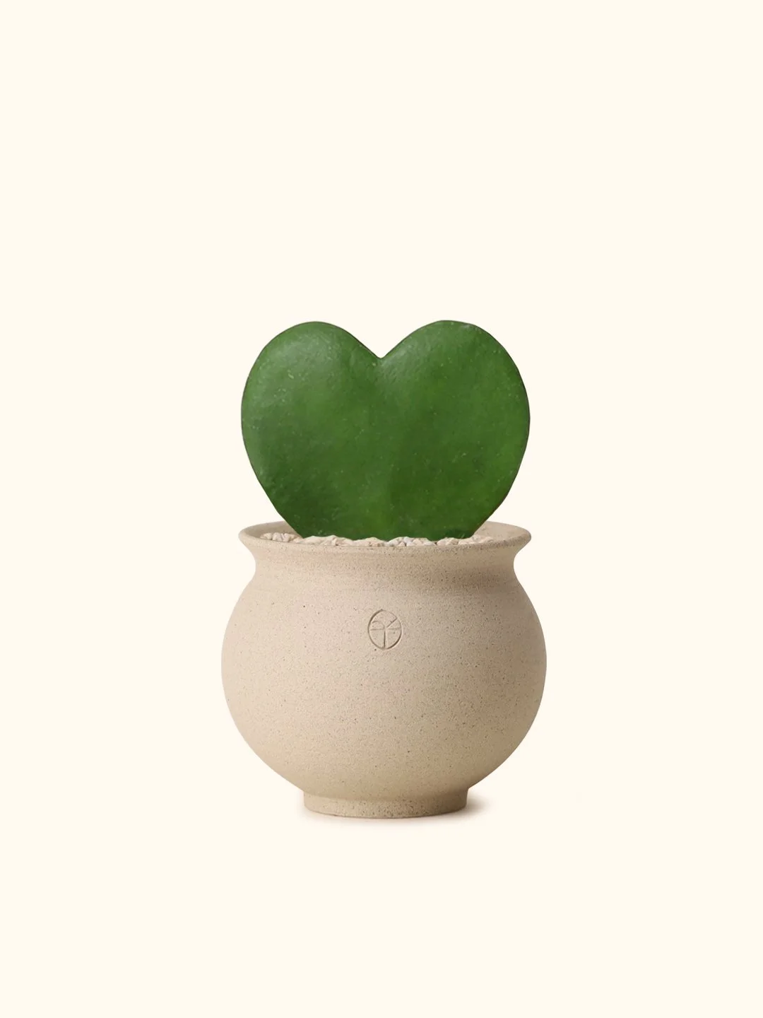 Hoya Kerrii (Sweetheart Hoya) — Soilboy