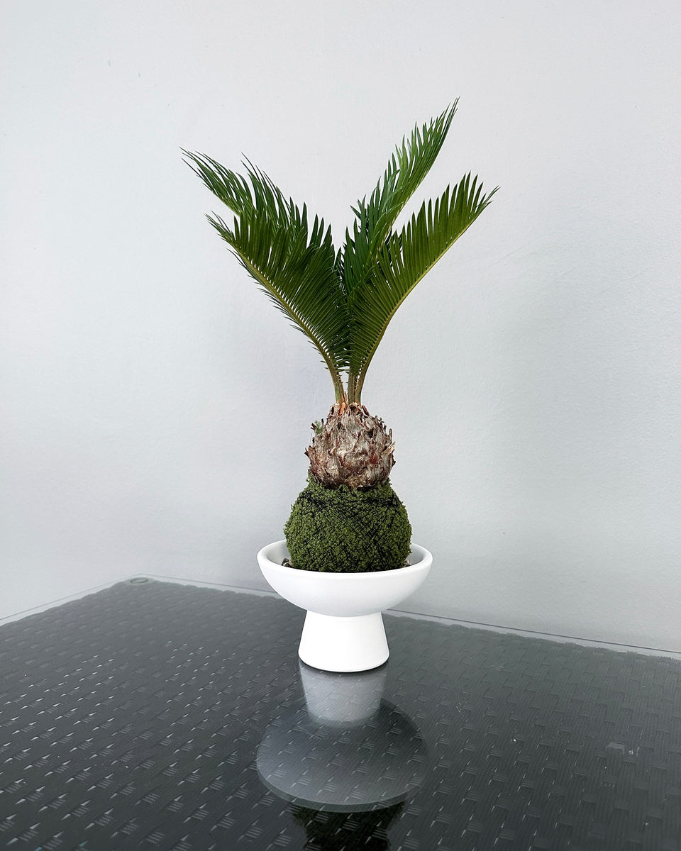 Cycas Revoluta JGL MossBall - MossBall Only | JUNGALORE