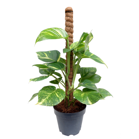 Money Plant Tall with Coco Support Pole - 2ft Green