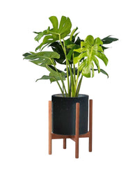 Monstera Deliciosa Standard - Tumbleweed Plants (Grow Pot)