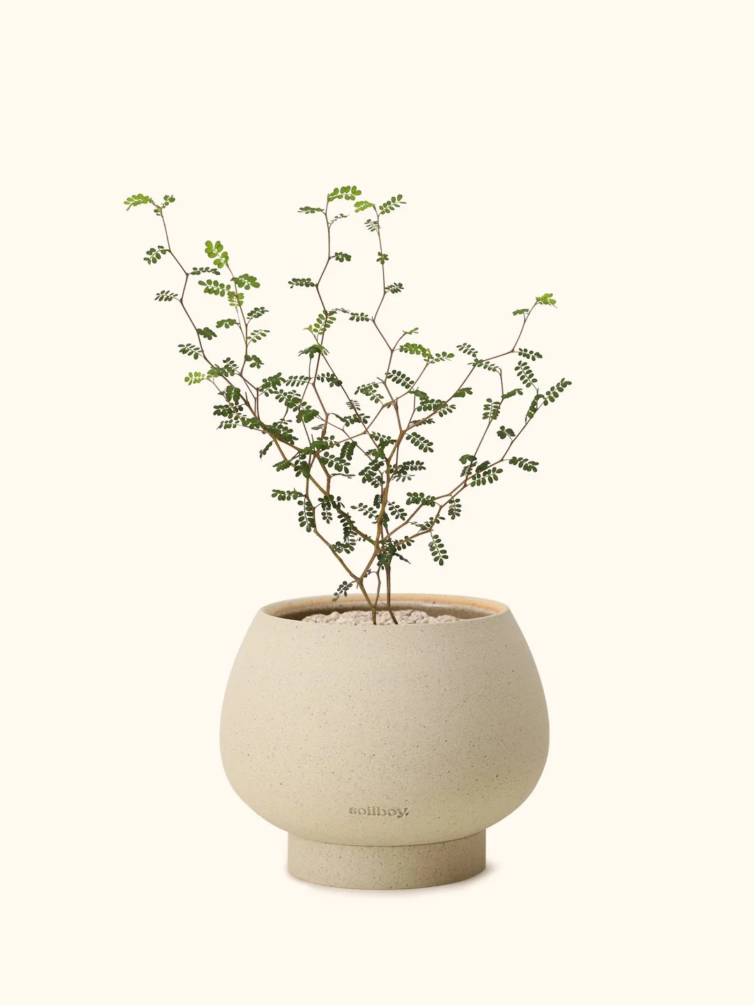 Sophora Prostrata Little Baby — Soilboy