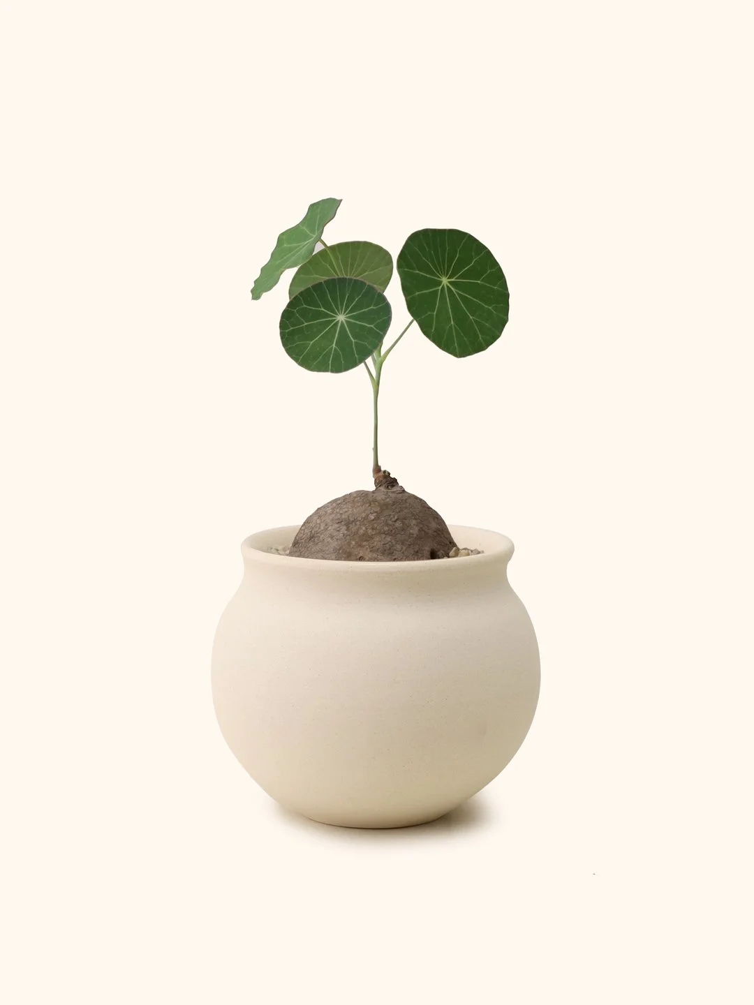 Stephania Erecta — Soilboy