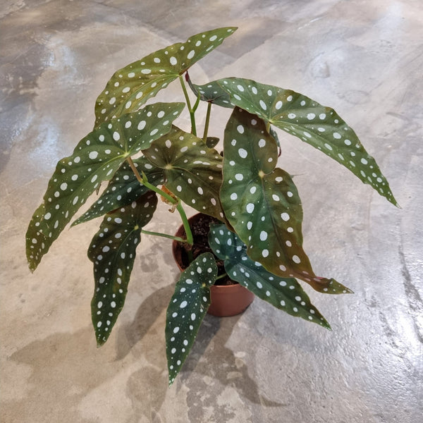 Begonia maculata (Polka-dot Begonia) in Ø15CM Pot