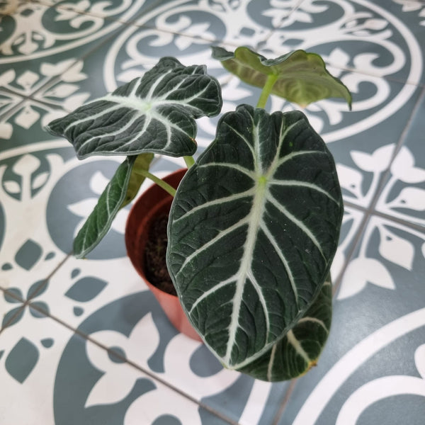 Alocasia Ninja in Ø10CM Pot