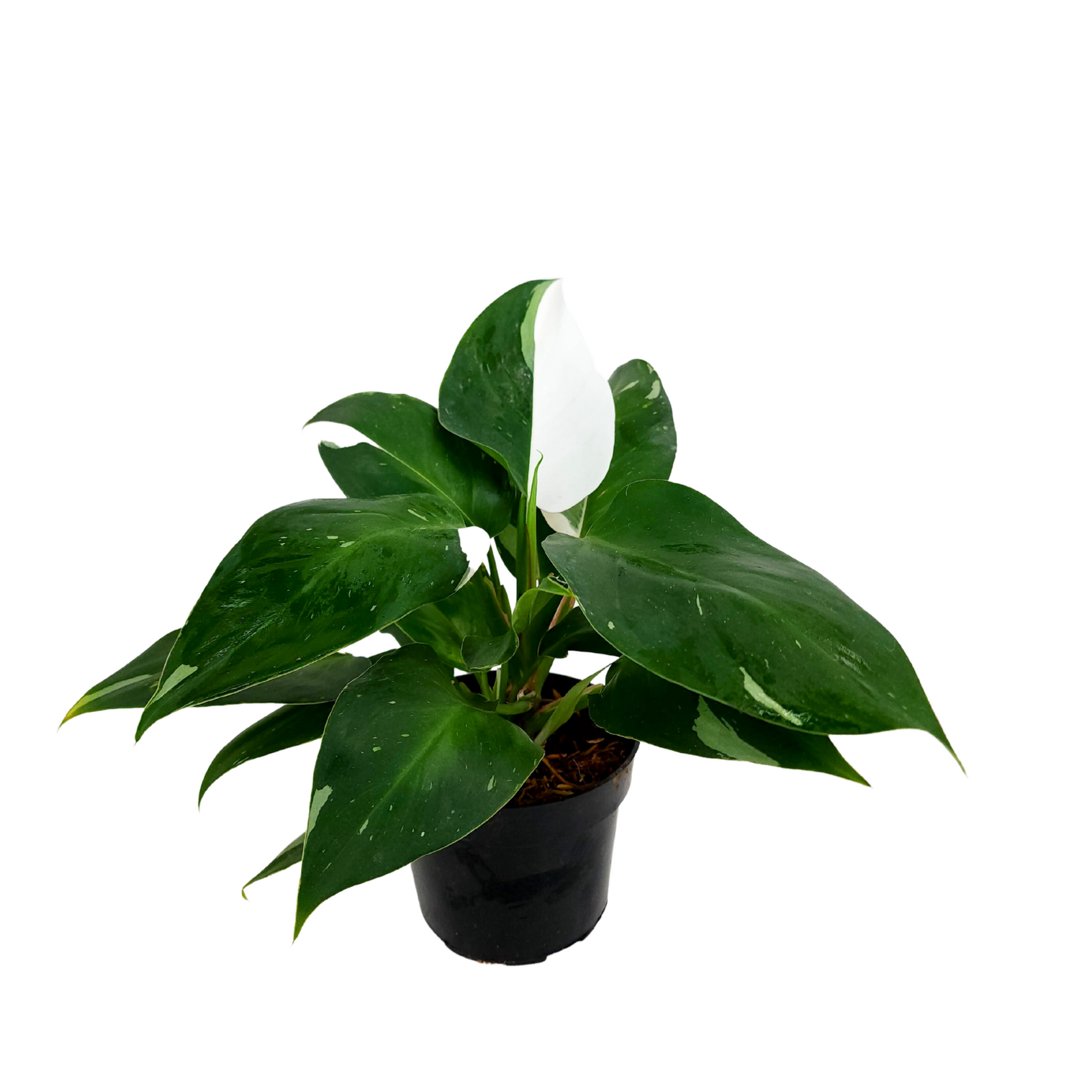 Philodendron White Princess 12cm - H26cm P12cm