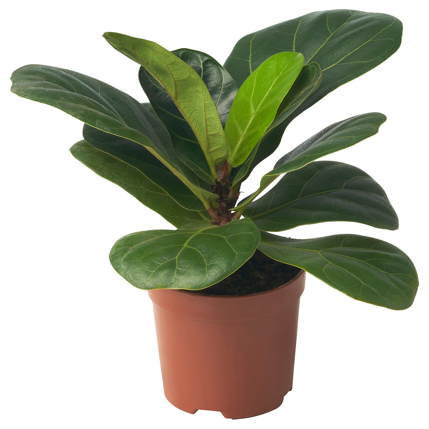 FICUS LYRATA Potted Plant, 9 cm