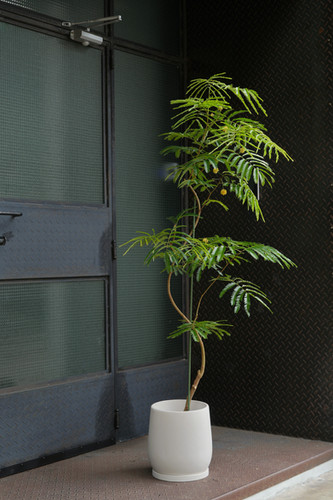 Pithecellobium Confertum 'Everfresh Tree' in ENKEL Terrazzo Pot - Off-White