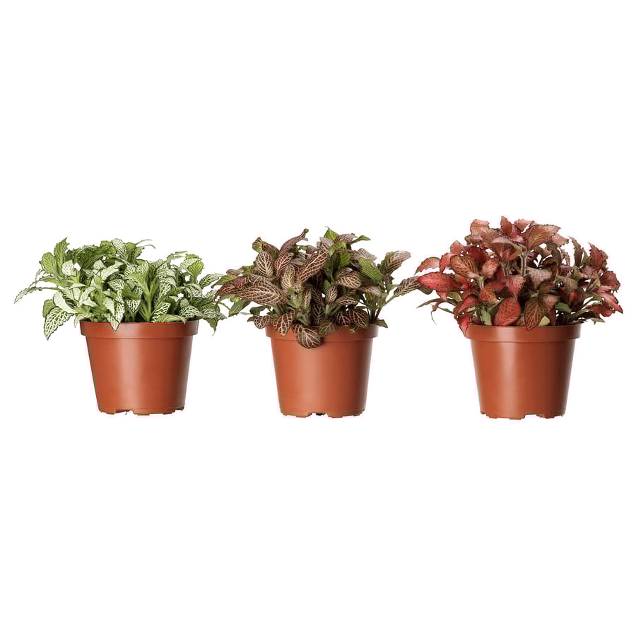 FITTONIA Potted Plant, Mosaic Plant Assorted, 9 cm