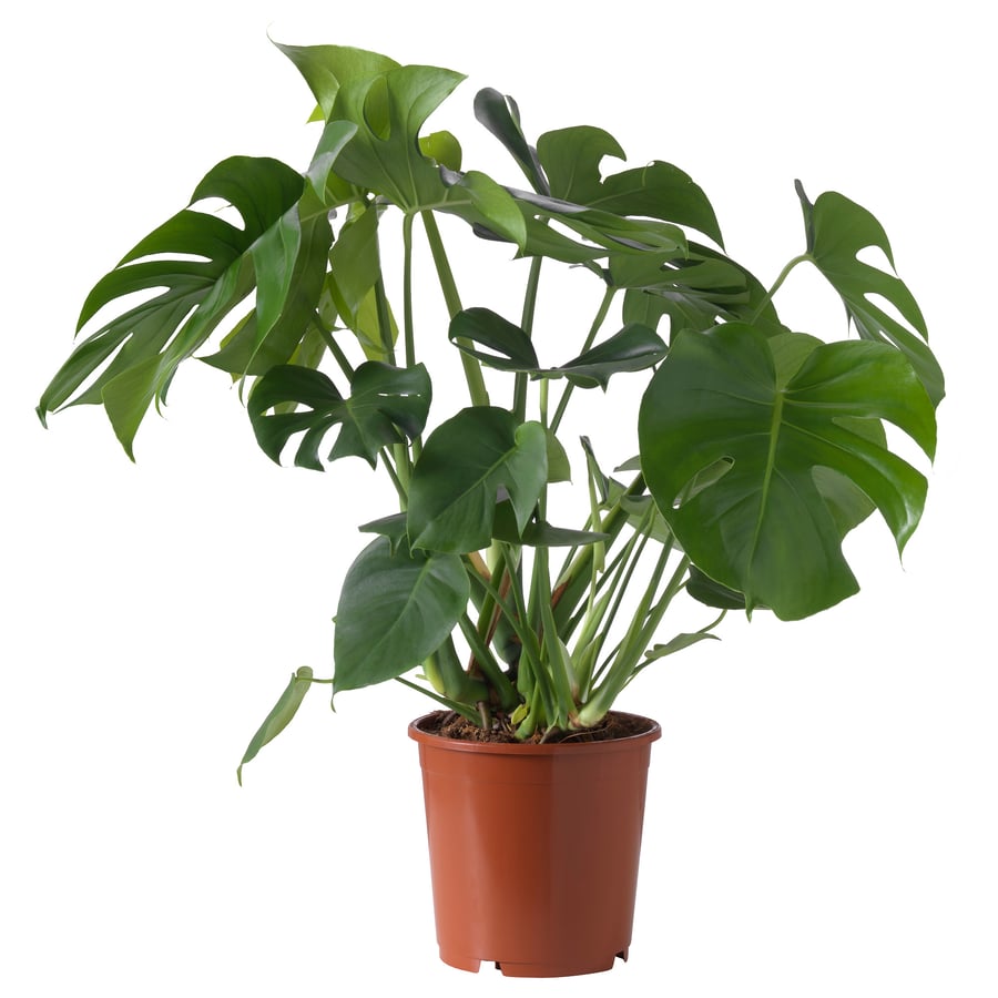 MONSTERA DELICIOSA Potted Plant, Swiss Cheese Plant, 24 cm
