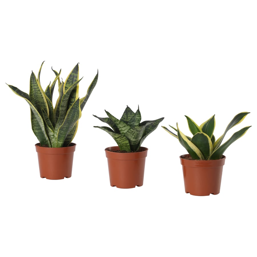 SANSEVIERIA HAHNII Potted Plant, Assorted Bird's Nest, 9 cm