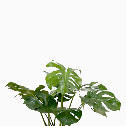 Monstera Deliciosa - Large