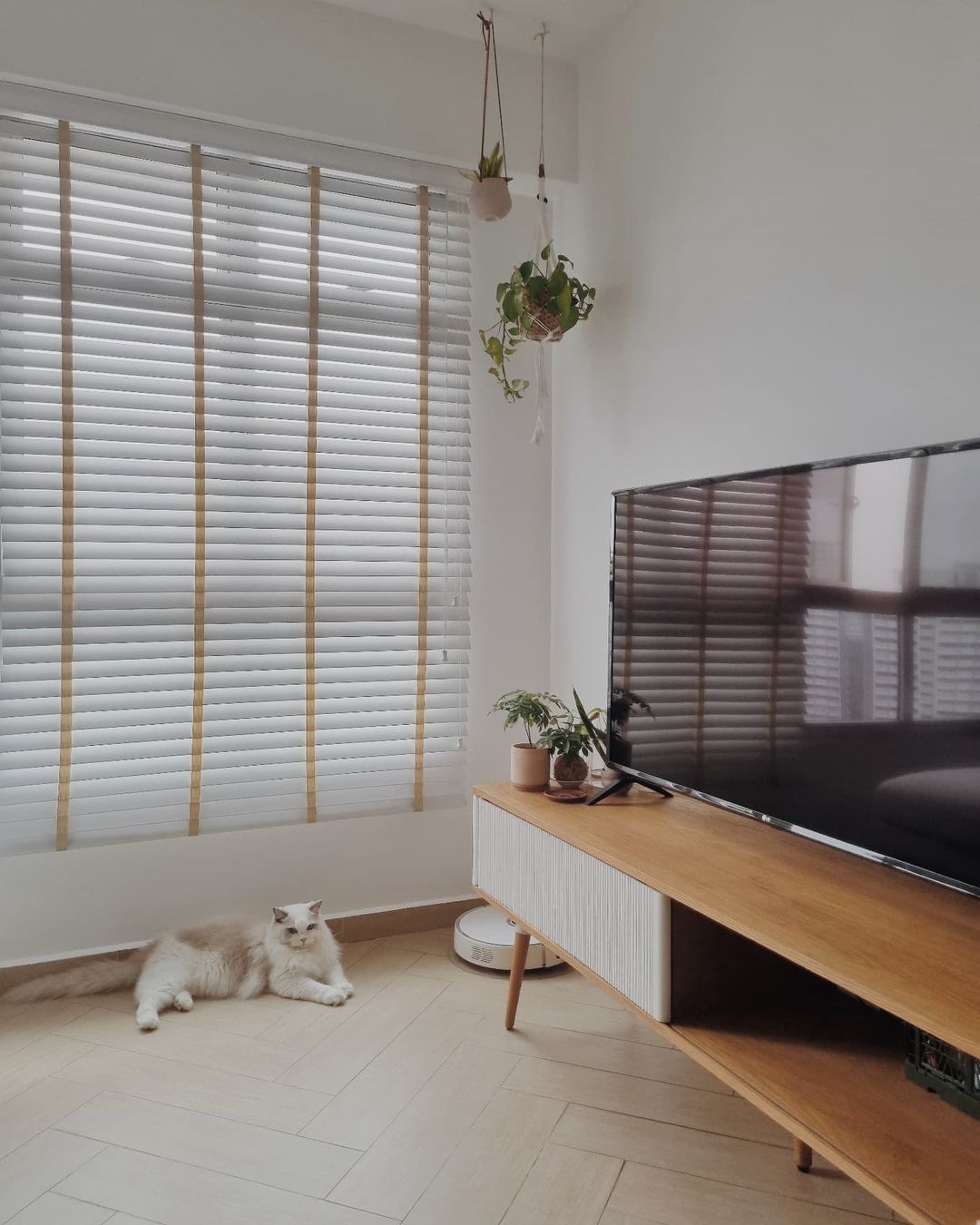Scandinavian Serenity - White fluffy cat, sitting on floor, natural light streaming through blinds, wooden TV stand, hanging