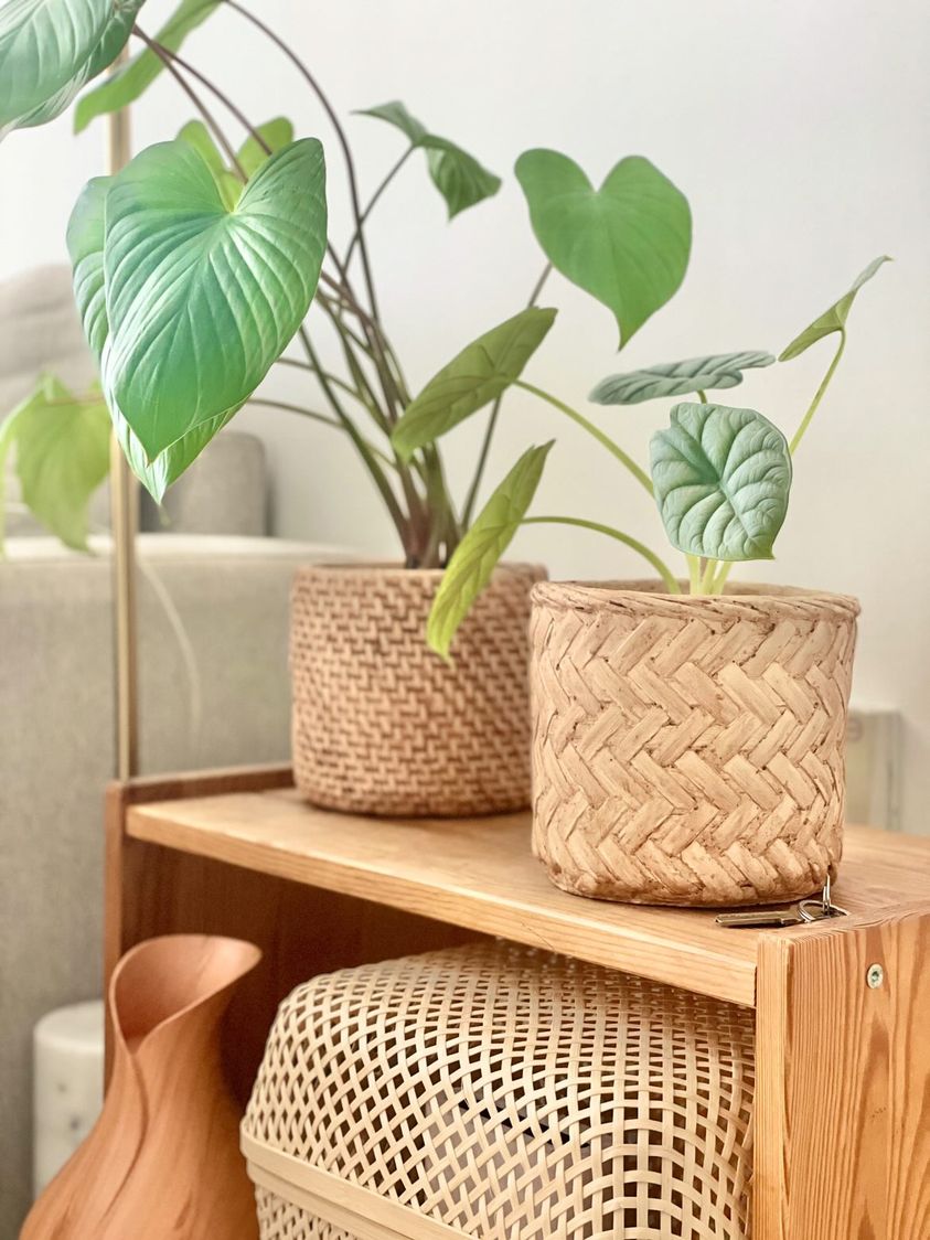 This home is the reflections of our likings - green leafy plant, woven basket, indoor plant, indoor garden, indoor decor