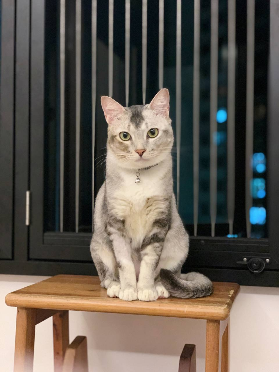 A Cat Lover's Room 🐱 - Grey and white cat with striking green eyes, sitting on a wooden stool, looking directly at the