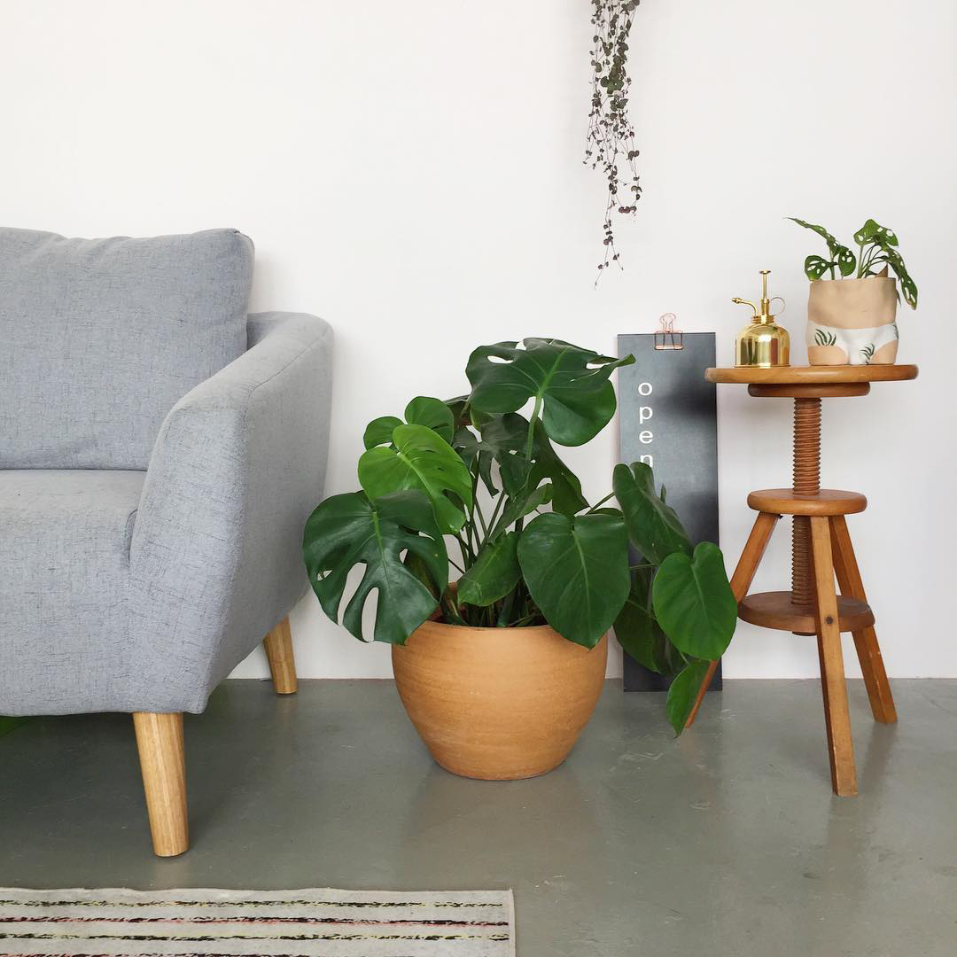 Customer home photo 8: Soft spot for plants and brown furniture