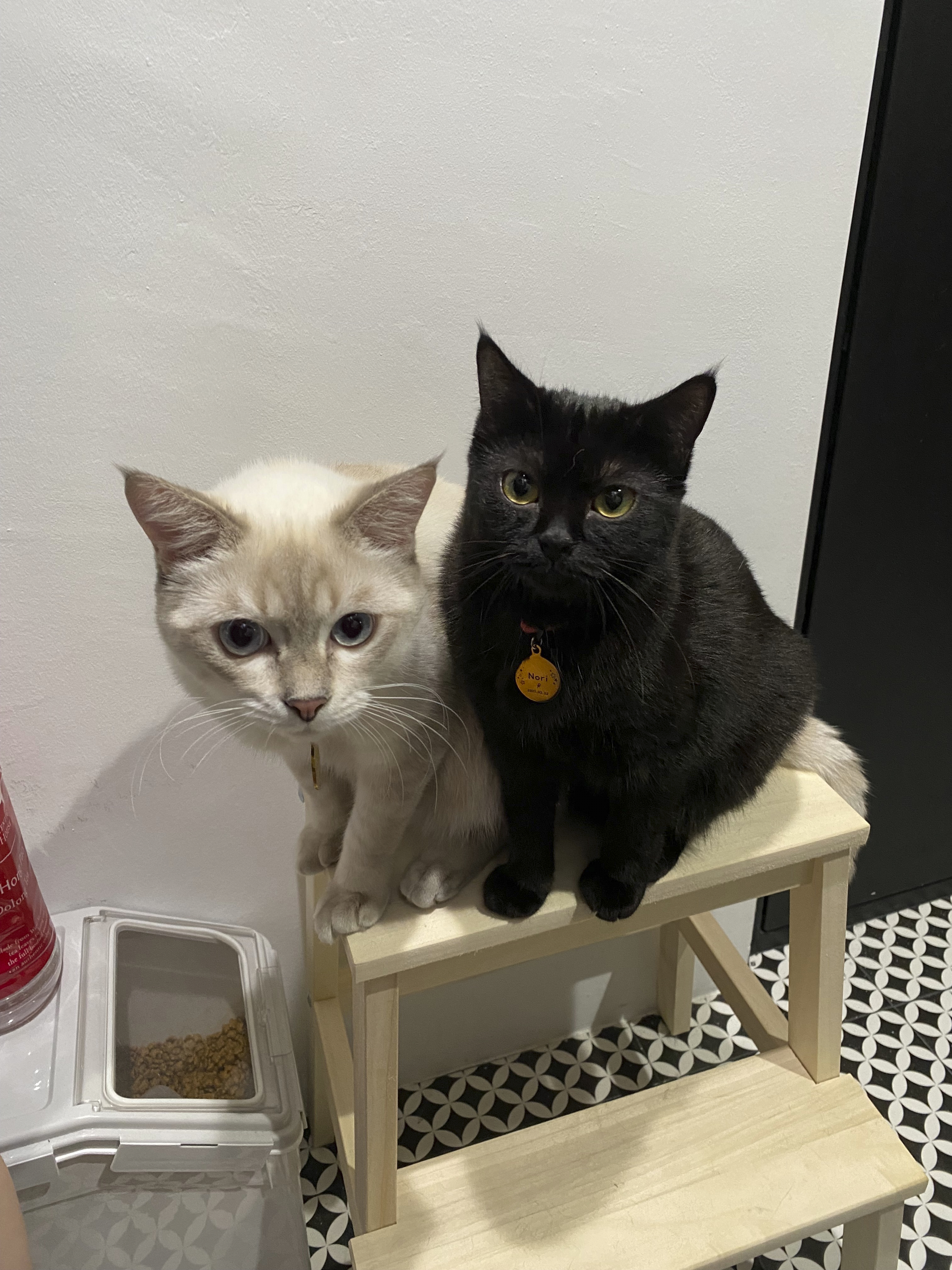 A Minimalist Apartment with an Urban Jungle - White and black cats sit on a wooden stool, one with a yellow collar labeled