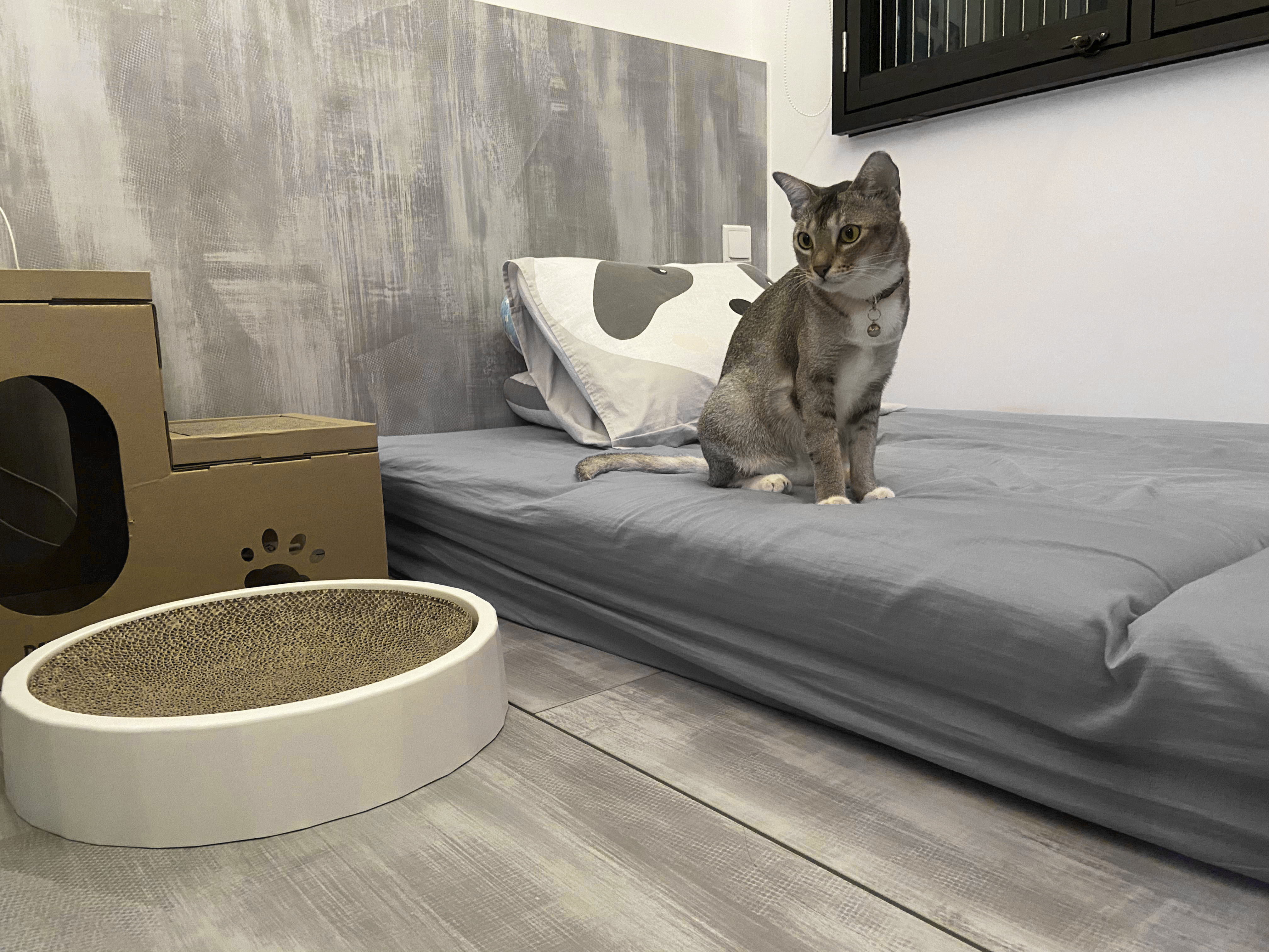 A Cat Lover's Room 🐱 - Cat sitting on bed, gray and white fur, black collar, cardboard box, gray bedding, white circular pet