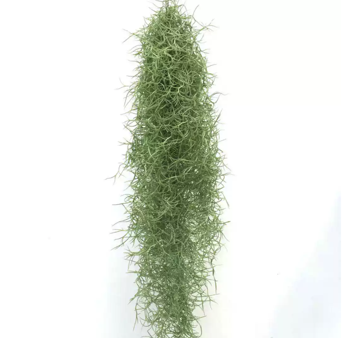 Spanish Moss Draped Plant