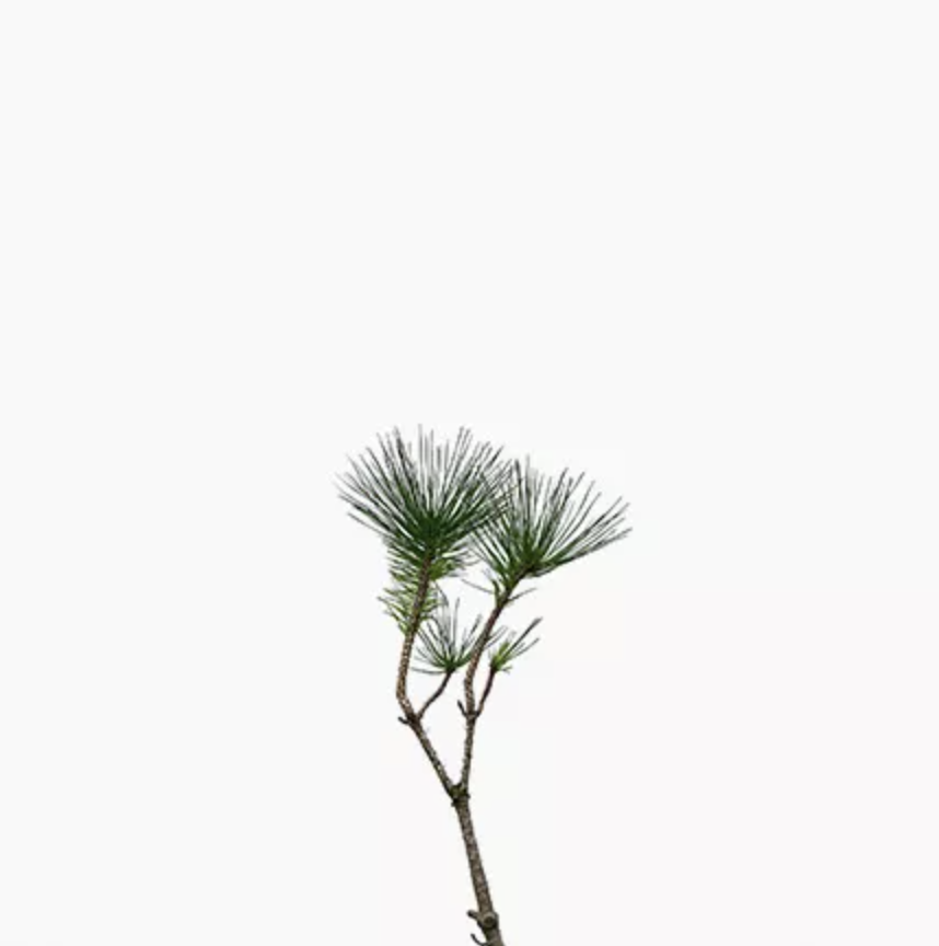 Black Pine