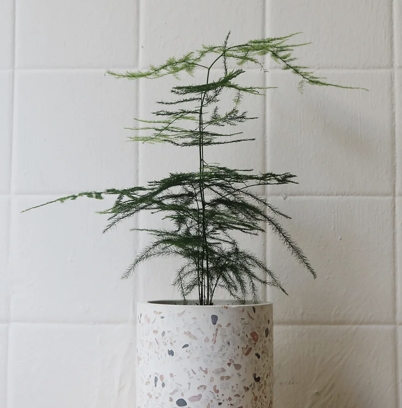 Asparagus Fern in Pastel Terrazzo Pot, 10cm