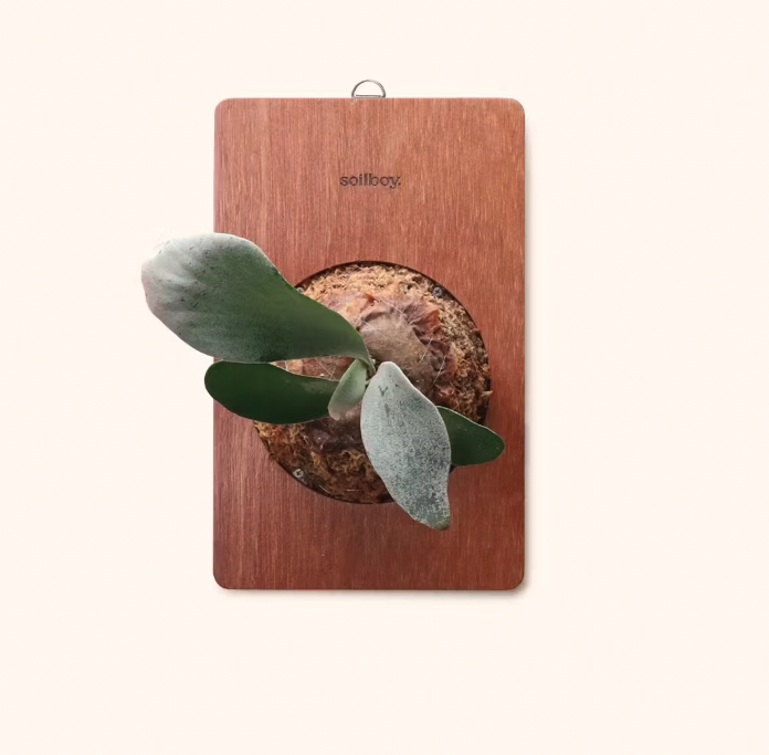 Platycerium Omo 'Polar Bear'