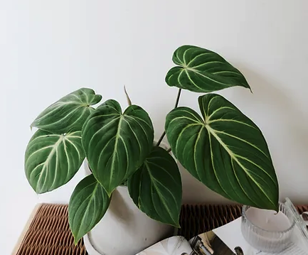 Philodendron Gloriosum Zebra 