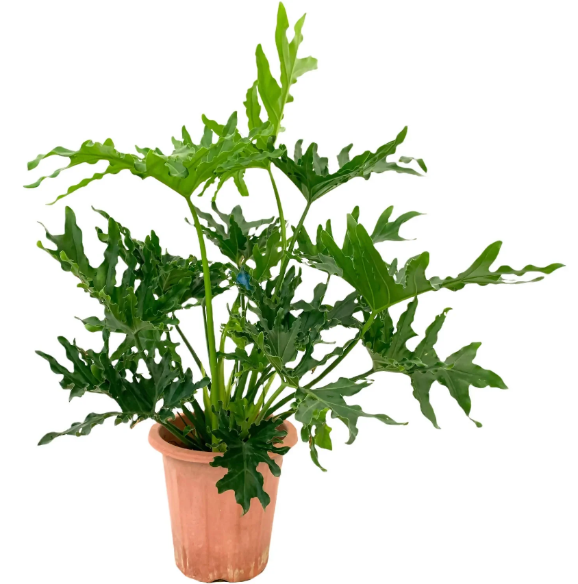 Philodendron Selloum