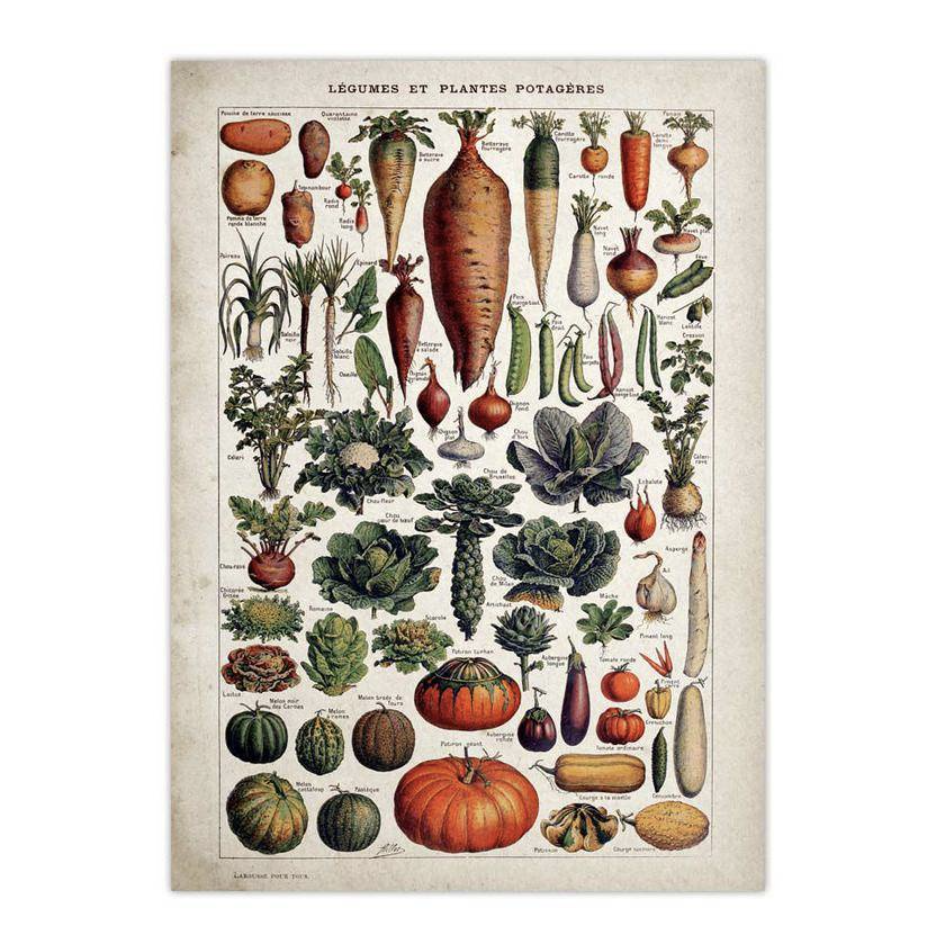 Vintage Botanical Print