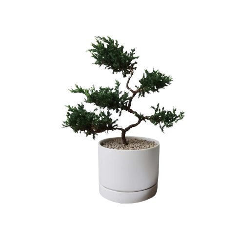 Pine (Juniperus) in SOOP Ceramic Pot, 17cm 