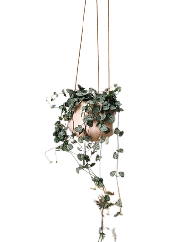 String of Hearts in Murano Ceramic Hanging Pot 