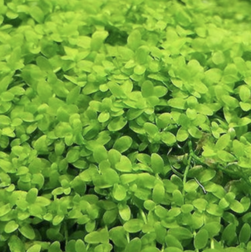 Aquarium Monte Carlo Carpet Plant