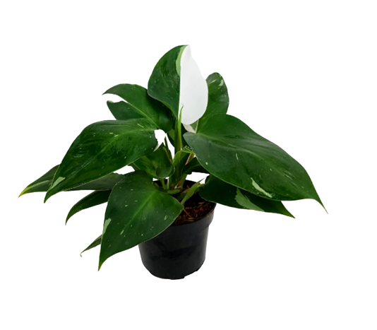 Philodendron Potted Plant