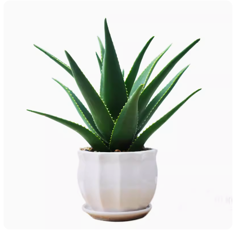 Faux Aloe Vera Potted Plant