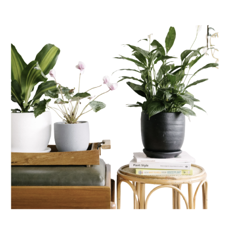 Rattan Plant Stand