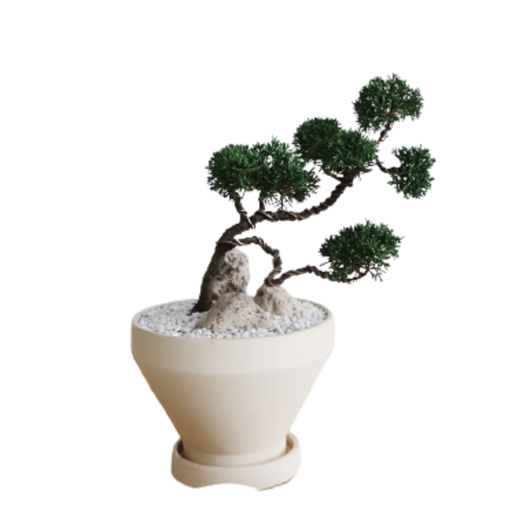 Juniperus Chinensis Plant