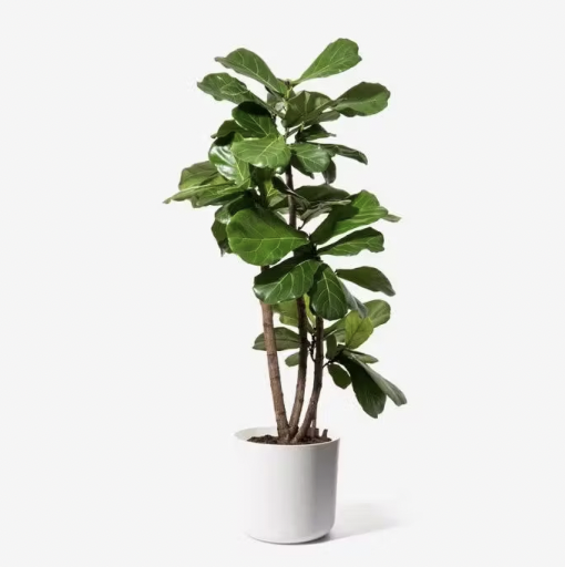 Faux Fig Tree