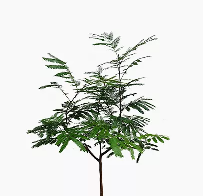 Everfresh Tree, Large