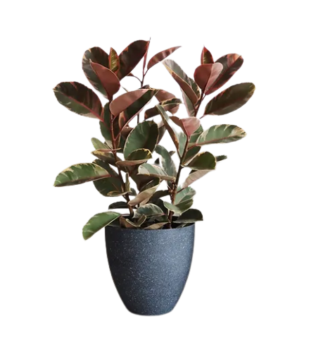 Ficus Elastica Ruby in KIVI Stone-looking Pot (37cm)