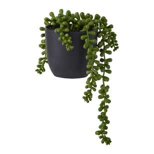 Succulent Beans Potted Plant Green 10 x 11 cm