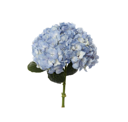 Blue Hydrangea 