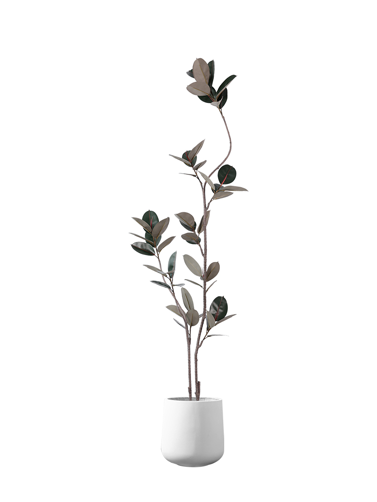 Black King Kong Rubber Tree, 1.6m