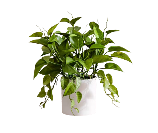 Faux Devil's Ivy With White Ceramic Pot