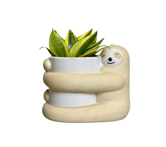 Mini Snake Plant Laurentii, Lulu