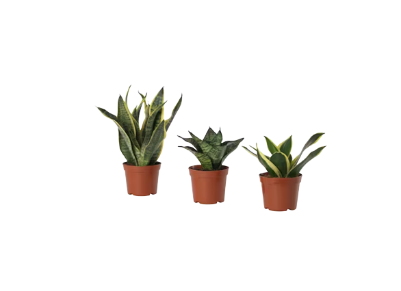 SANSEVIERIA HAHNII, Potted Plant, Assorted Bird's Nest, 9 cm