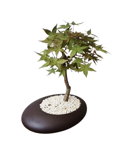 Japanese Maple Tree in OEUF Ceramic Pot