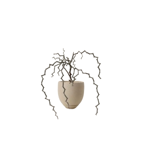 Decarya Madagascariensis